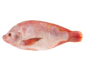 Talapia / Telapia Merah 1 Ekor