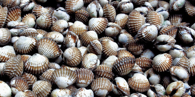 Kerang (M)