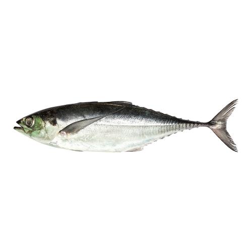 Ikan Cencaru