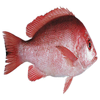 Ikan Jenahak Merah