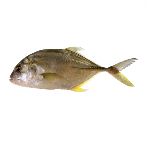 Ikan Nyok Nyok