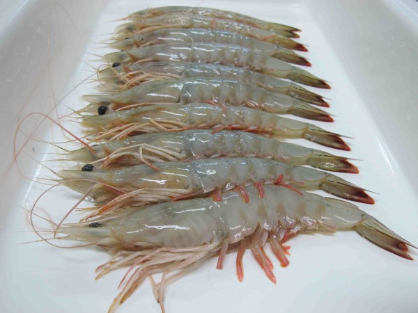Udang Laut (L)